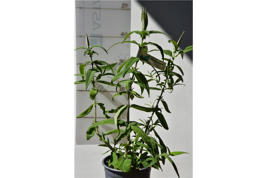 Buddleja globosa Lime Glow