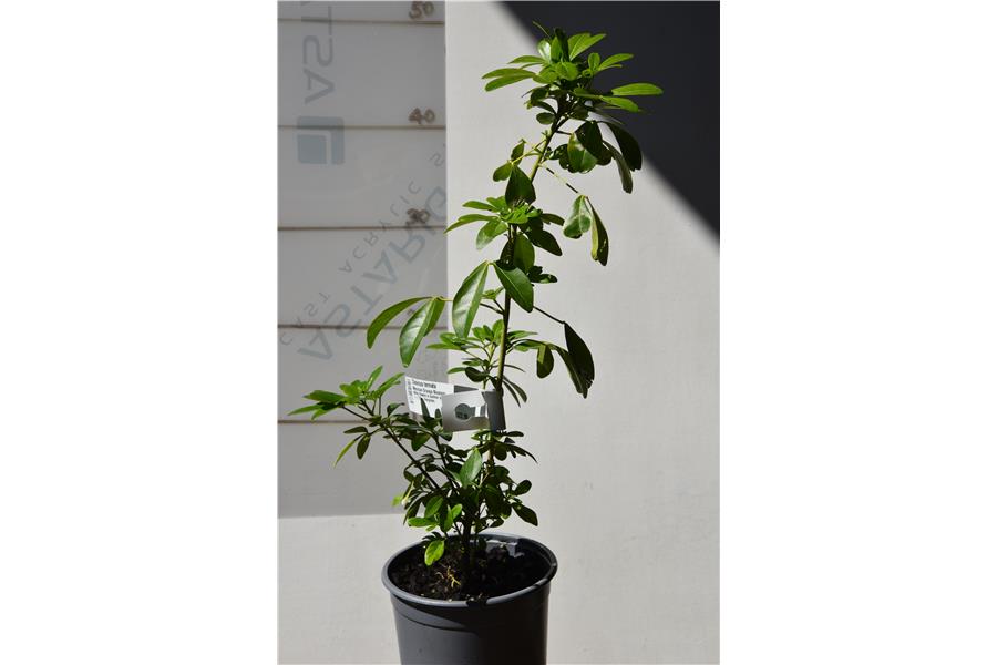 Mexican Orange Blossom