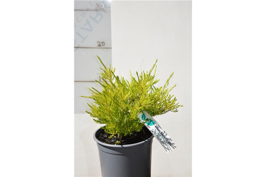 Coleonema Sunset Gold