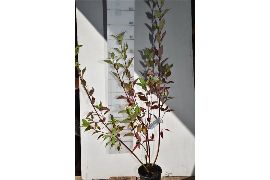 Red Stemmed Dogwood
