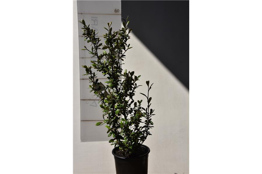 Corokia virgata Frosted Chocolate