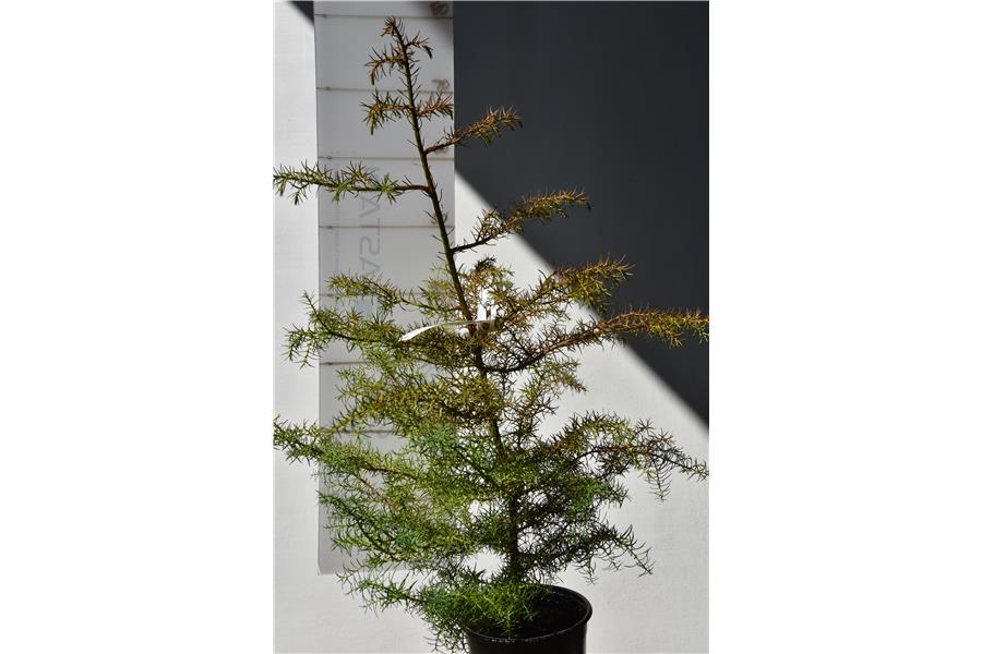 Japanese Cedar