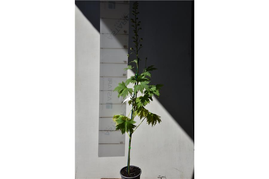 Delphinium e Double Innocence