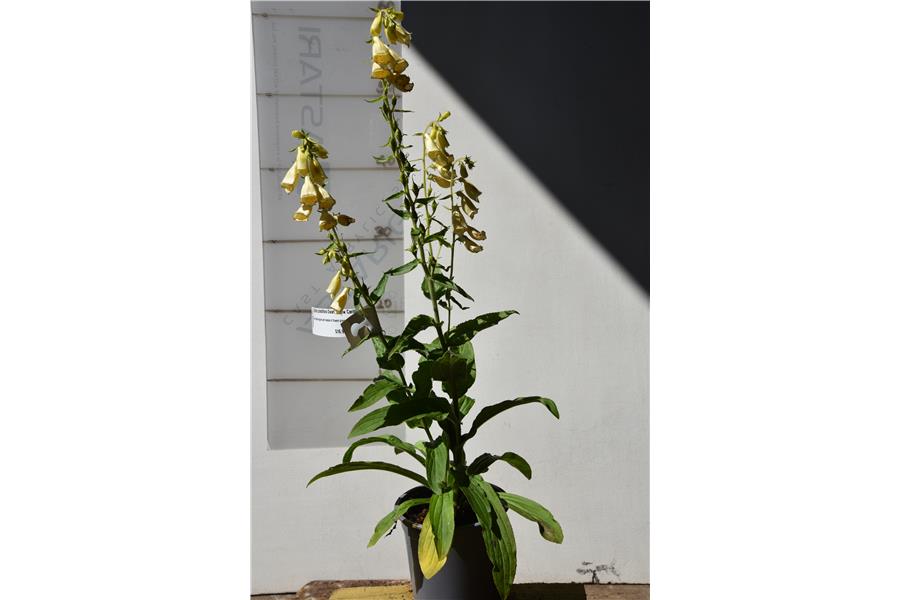 Digitalis grandiflora Dwarf Yellow Carillon