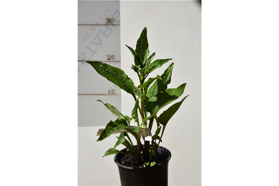 Echinacea Powwow Wild Berry