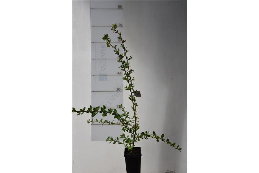 Escallonia Langleyensis