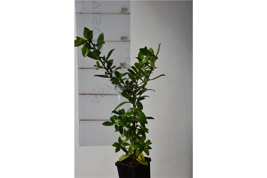 Escallonia rubra macrantha