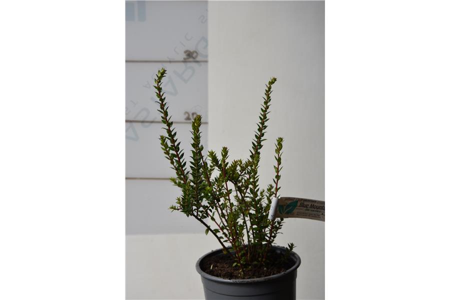 Gaultheria mucronata Bell's Seedling