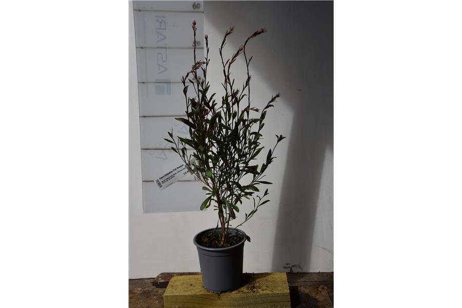 Gaura Emmeline Pink Bouquet