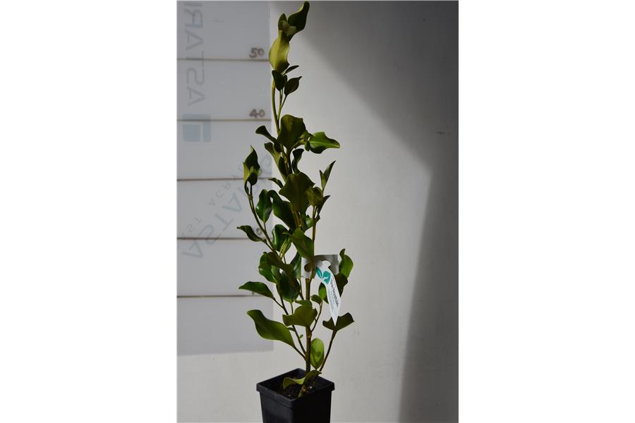 Griselinia Broadway Mint