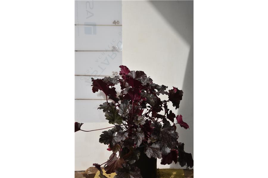 Heuchera Amethyst