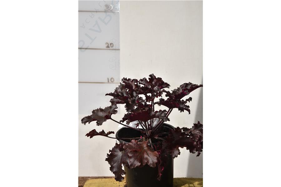 Heuchera Black Taffeta