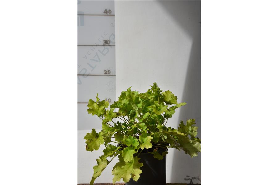Heuchera Lime Marmalade
