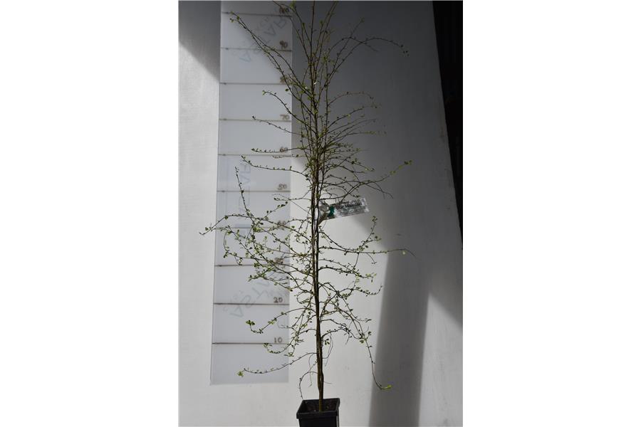 Hoheria angustifolia