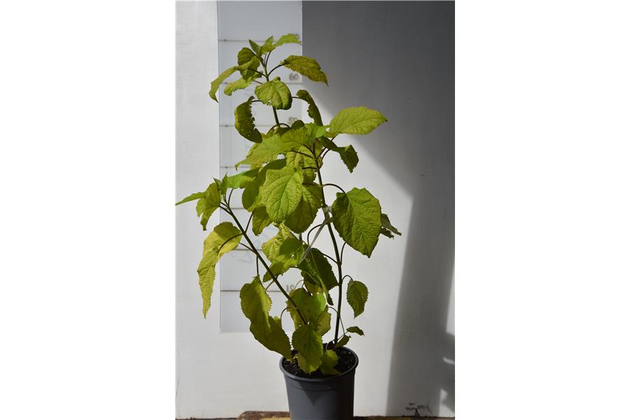 Hydrangea arborescens Annabell