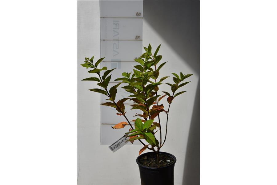 Hydrangea paniculata Limelight