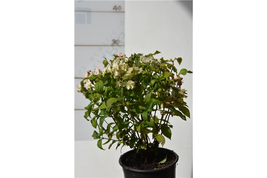 Hydrangea White on White