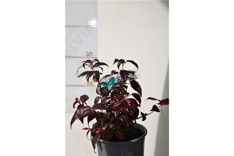 Leucothoe fontanesiana Crimson Globe