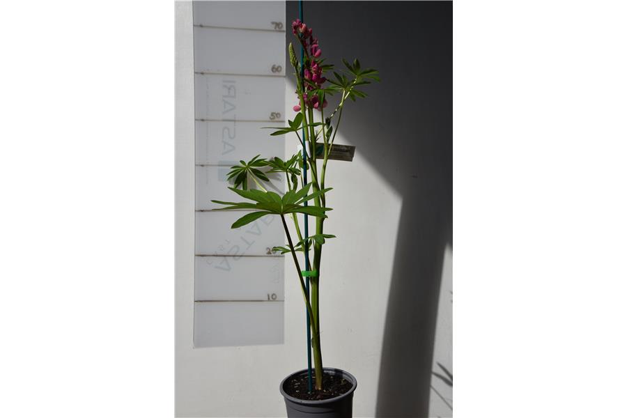 Lupinus nanus Russell Gallery Mix