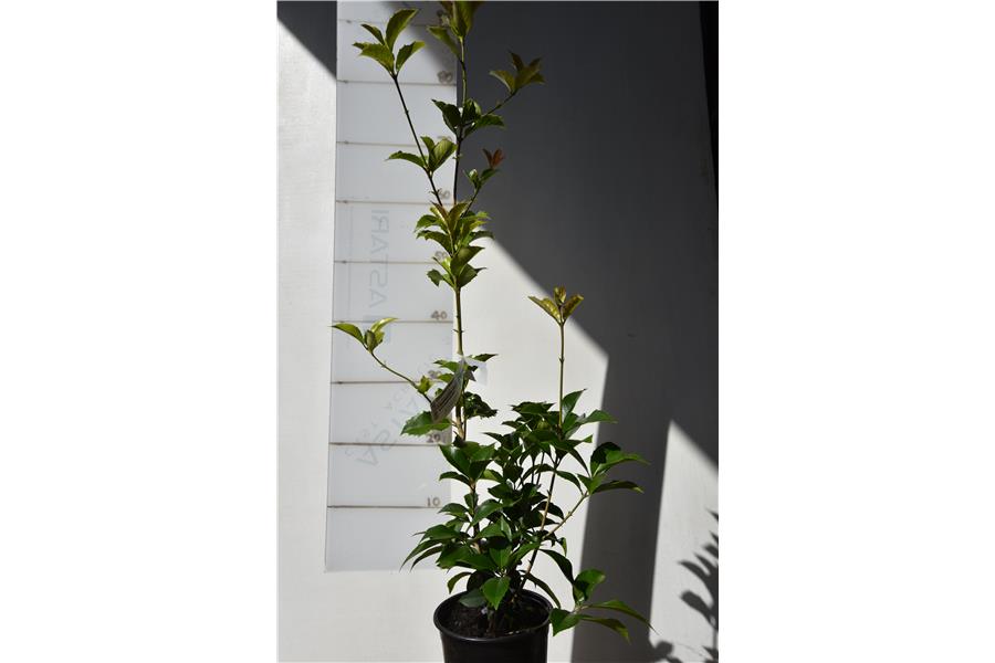 Osmanthus x fortunei