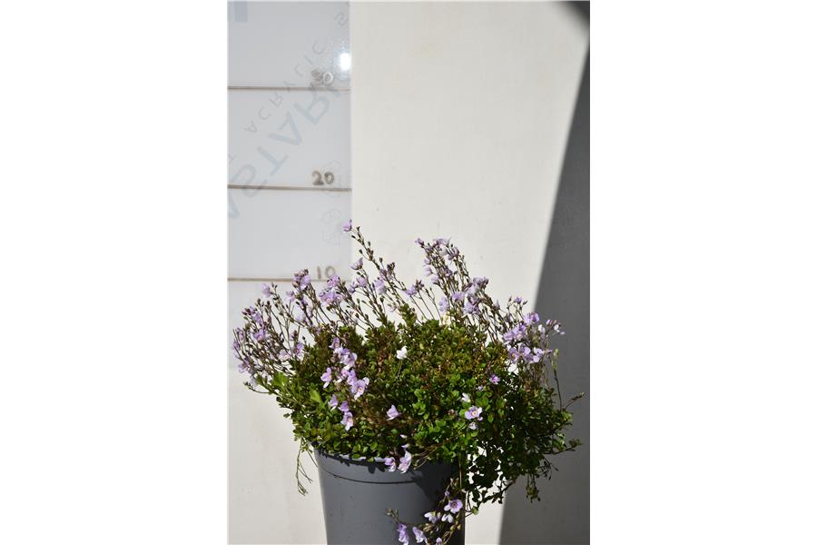 Parahebe catarractae Blue