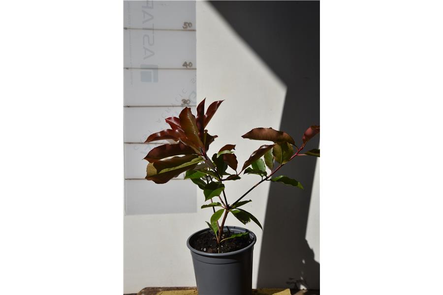 Photinia Red Robin