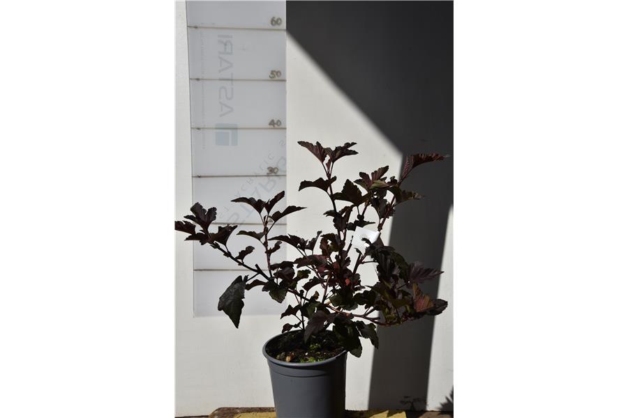 Physocarpus opulifolius Shady Lady