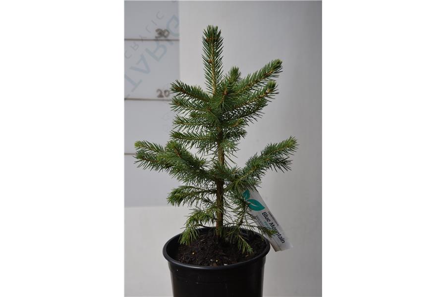 Blue Colorado Spruce