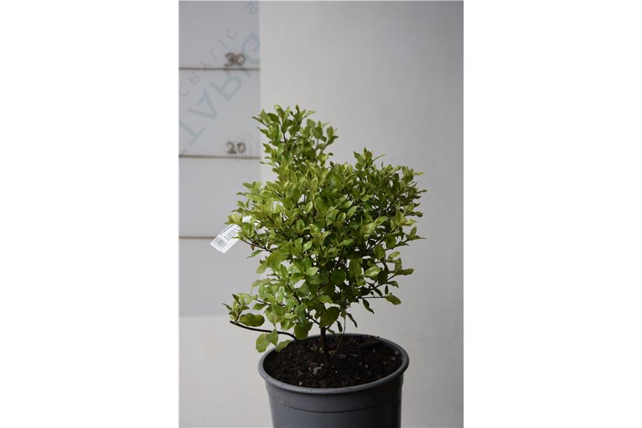 Pittosporum Small Ball