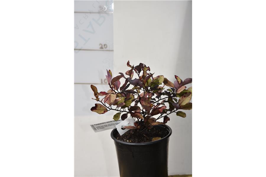 Pseudowintera colorata Burgundy Delight