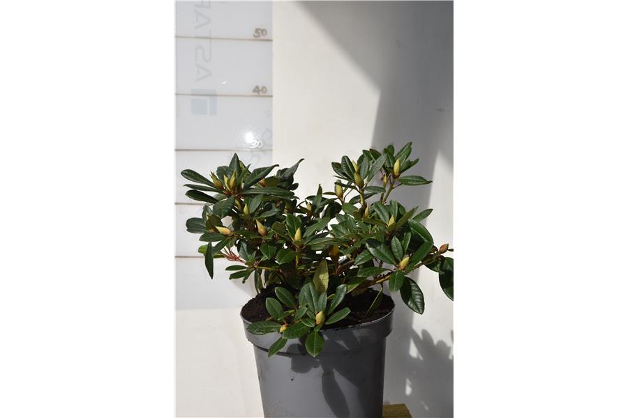 Rhododendron Birchfield