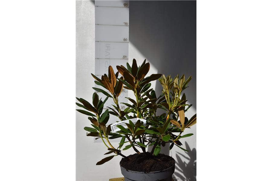 (haematodes x dichroanthum)