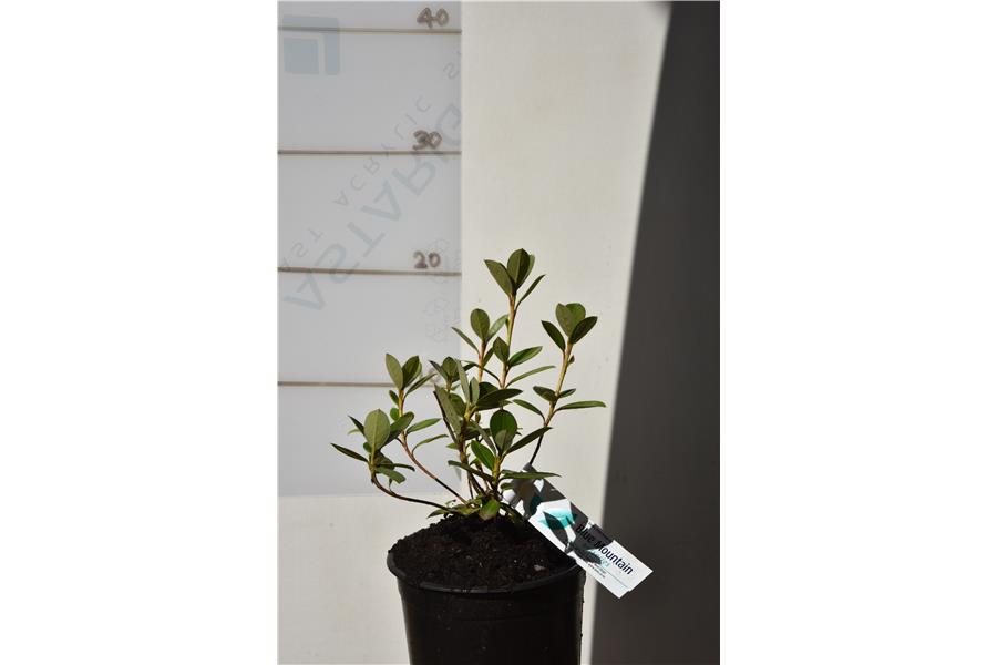 (chrysodoron x burmanicum)