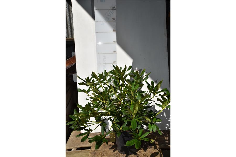 (caucasicum x ponticum)