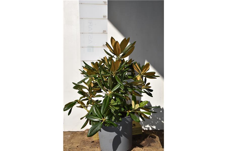 Unknown Warrior x Noya Brave