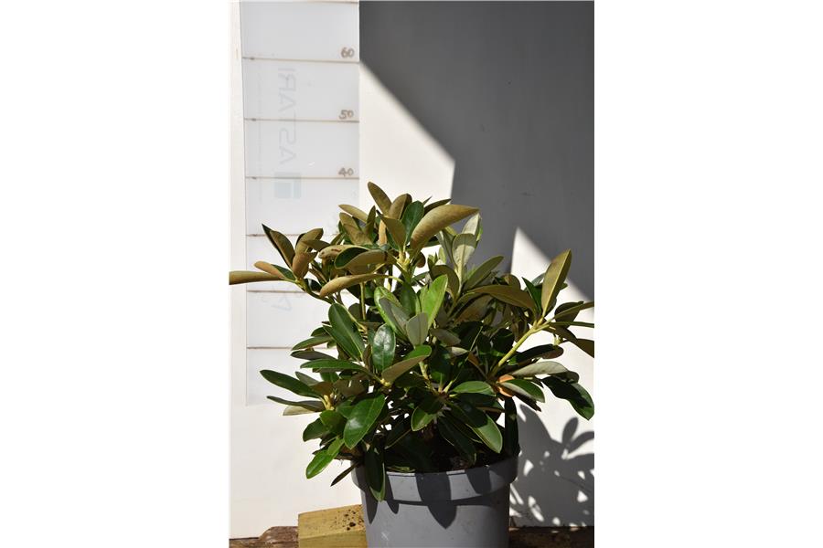 (yakyshimanum x Dido)