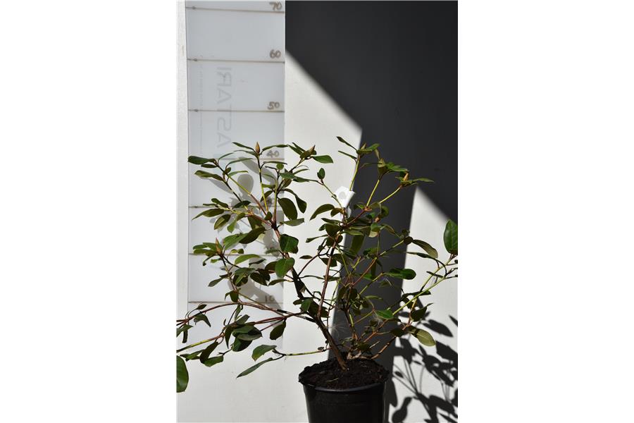 (williamsonianum x griersonianum)