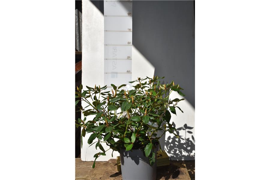 (williamsonianum x griersonianum)