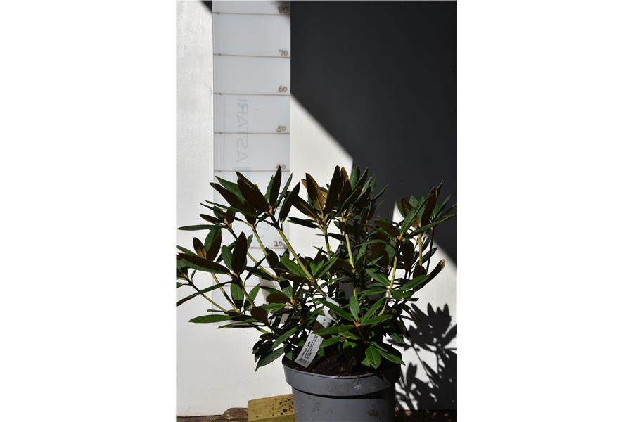 (dichroanthum x griersonianum)