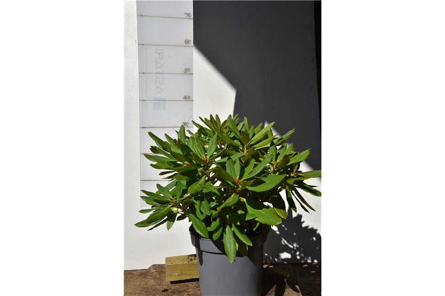 Mrs Lammot Copland x Mary Dream