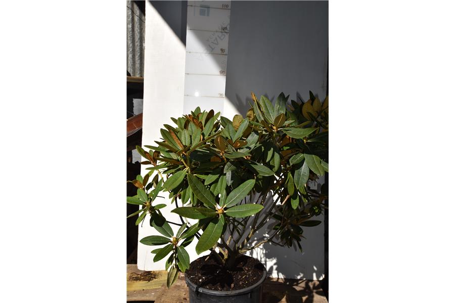 Alice x yakushimanum