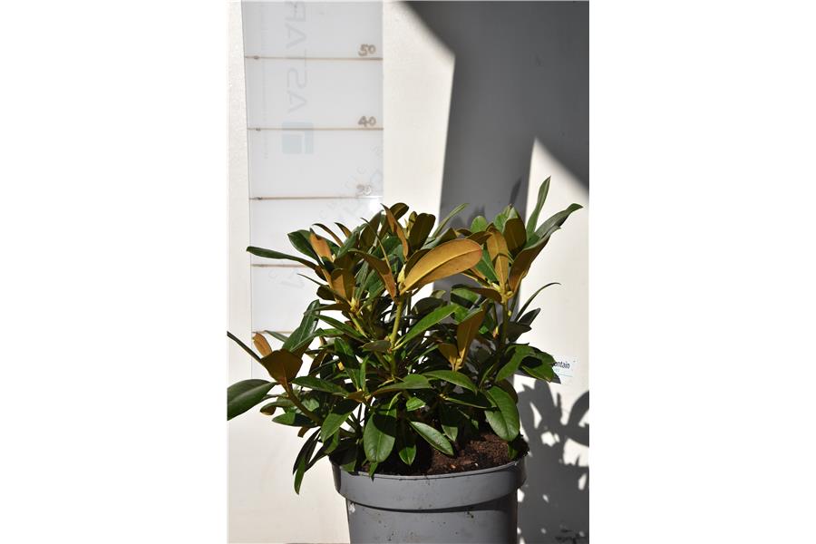 (R. Yak FCC X R. Spitfire)