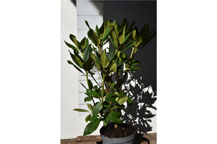 Rhodo Mrs Charles Pearson