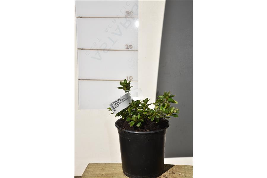 KIUSIANUM X GLENN DALE