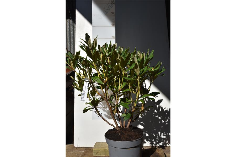 (Fabia x yakushimanum)