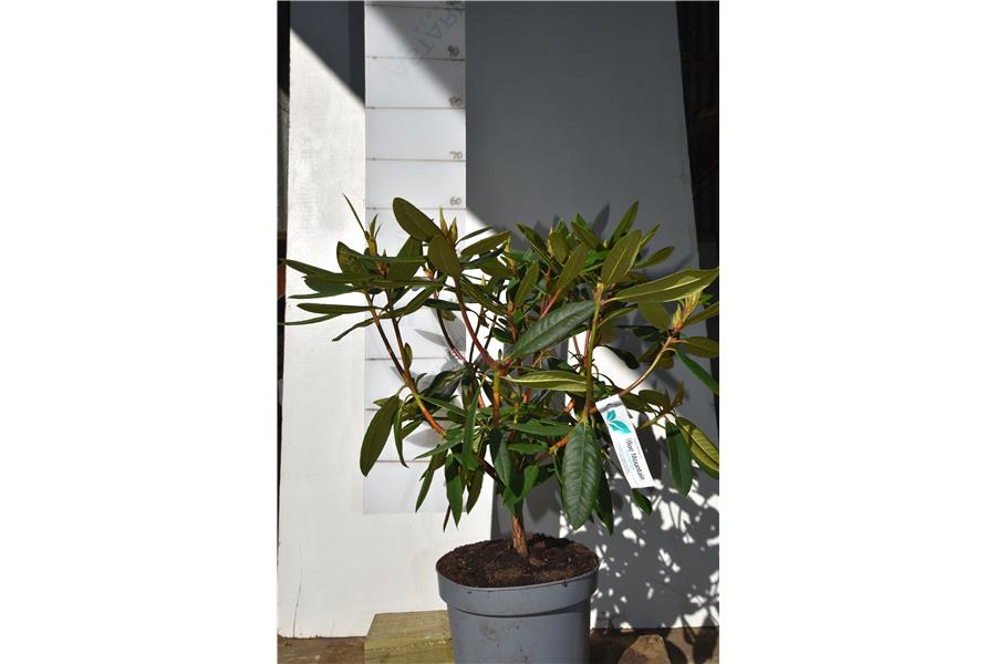 (griersonianum x mars)