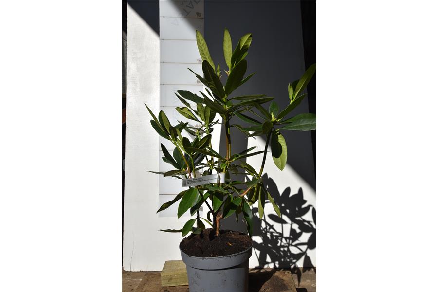 (griffithianum x maximum)