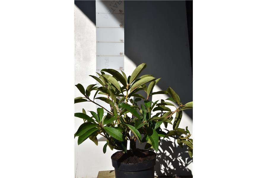 Rhodo William Downing