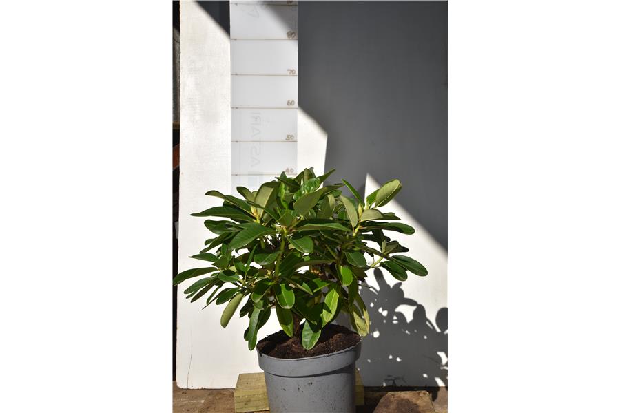 UNIQUE X LEMON LODGE