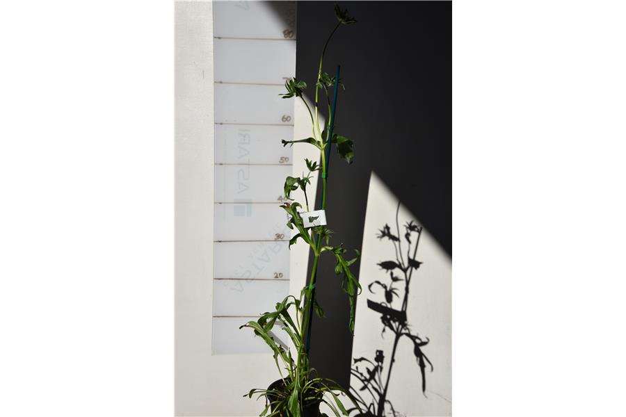 Scabiosa caucasica Fama Deep Blue